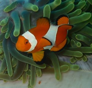 Clownfish dual sexuality sexual identity topic Tree of Life Centre Cheltenham Gloucestershire