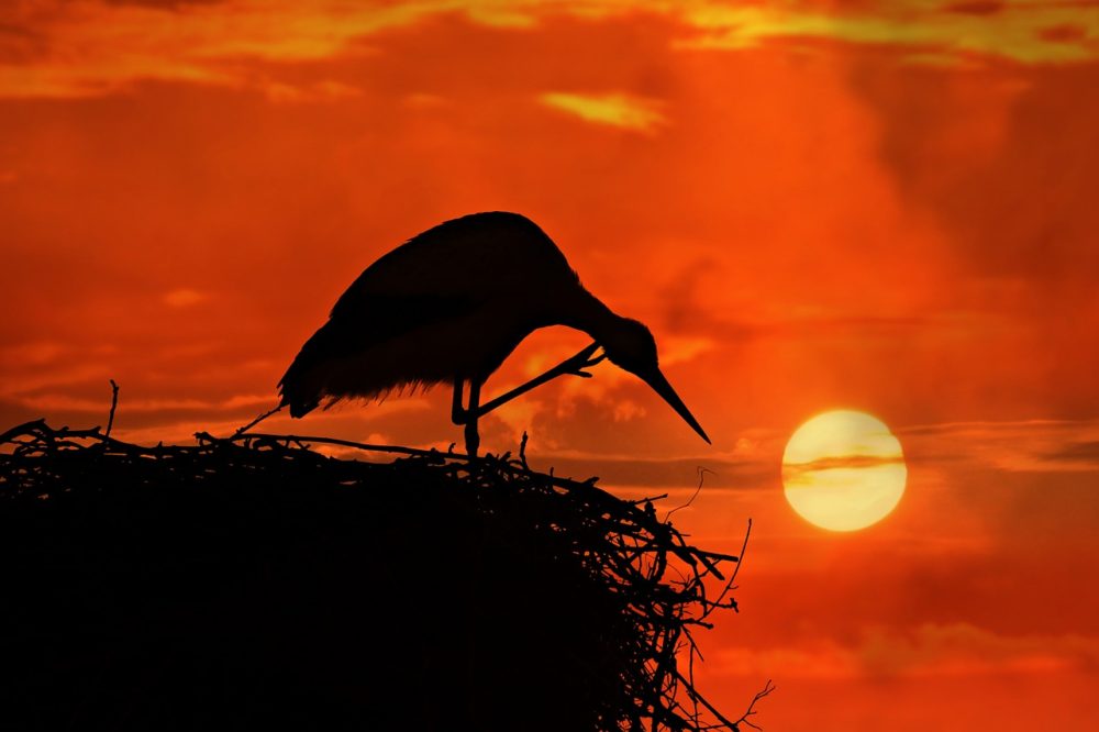 Infertility stork sunset running out of time Topics Tree of Life Centre Cheltenham Gloucestershire